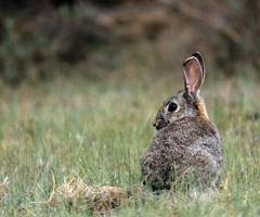 La plaga de conejos amenaza las cosechas de brócoli y coliflor de Montes de Cierzo